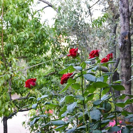 Ergul Motel Кючюккую Экстерьер фото